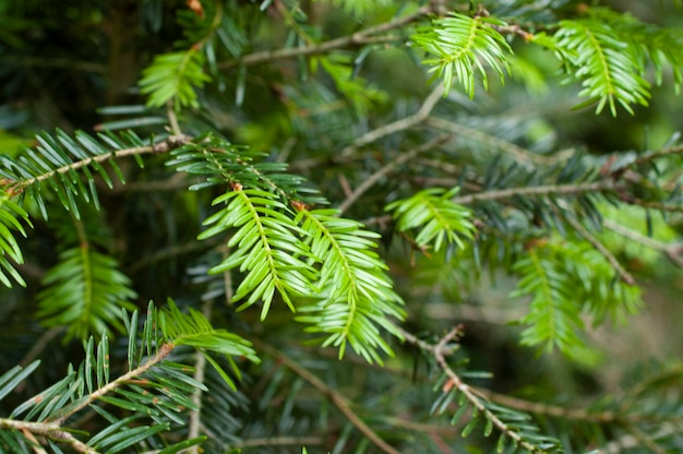 Christmas tree Branch