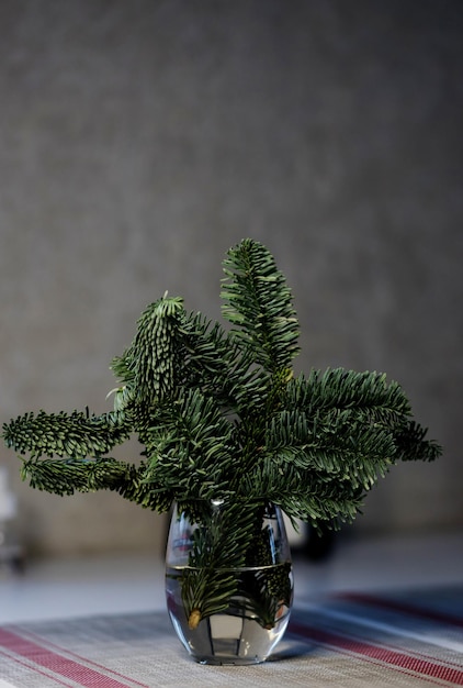 Christmas tree branch