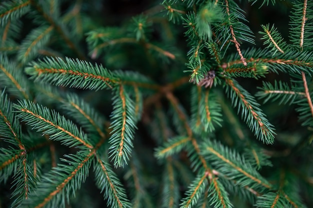 Christmas tree branches in the forest closeup natural background