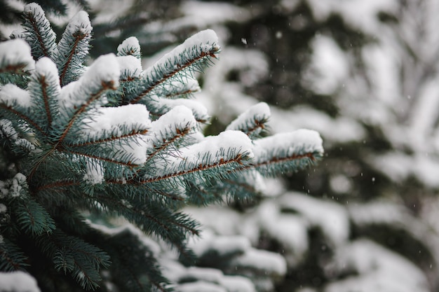 Christmas tree branches sprinkled with snow in winter