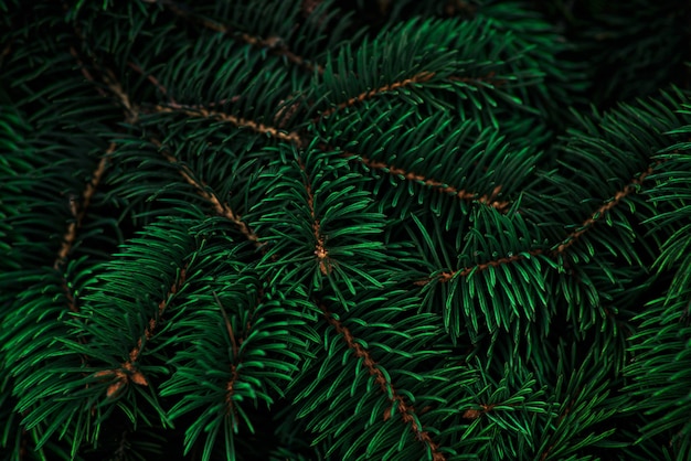 Christmas tree branches of tidewater green color background