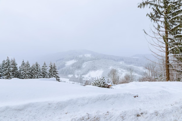 Christmas tree is covered with snow. A lot of snow fell in the mountains.