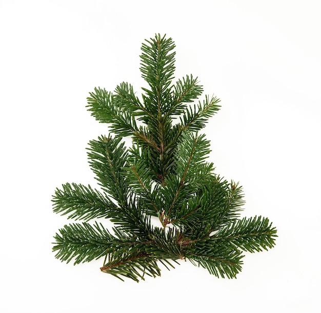 Christmas tree isolated on white Fir twig Xmas tree shape