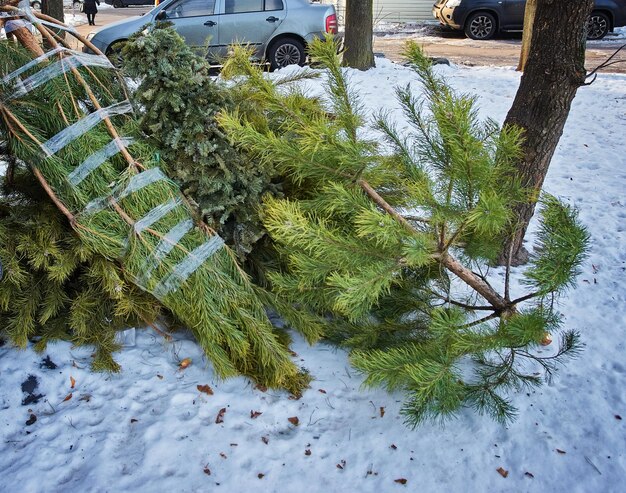 Christmas trees are put down at a street after Xmas