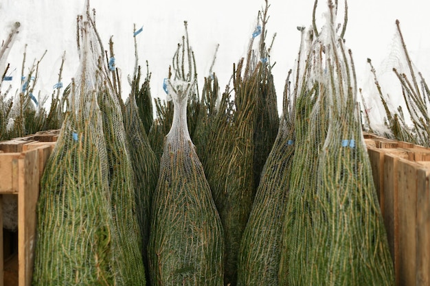 Christmas trees wrapped in a plastic nets