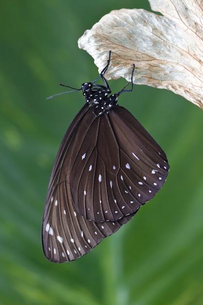 Chrysalis Butterfly hanging on a leaf 