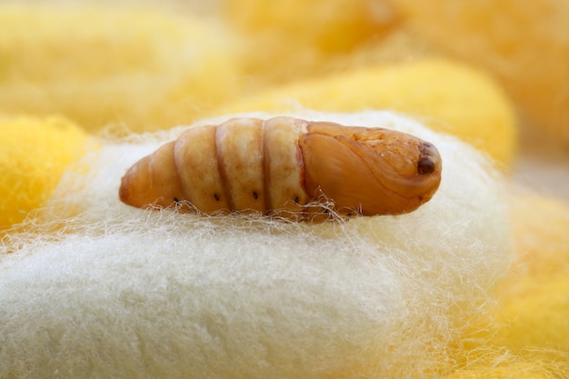 Chrysalis silkworm on silk worm cocoon