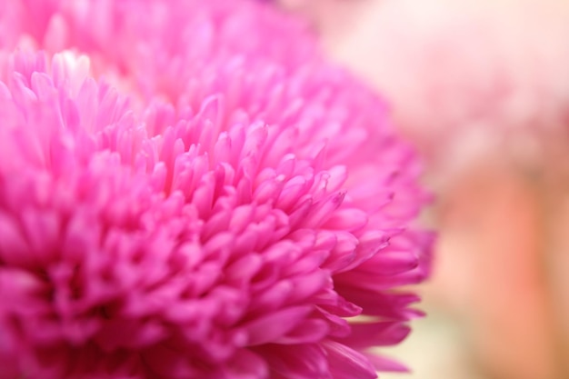 Chrysanthemum bud closeup