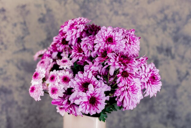 Chrysanthemum Bunch of pink chrysanthemum flowers and white tips on their petals