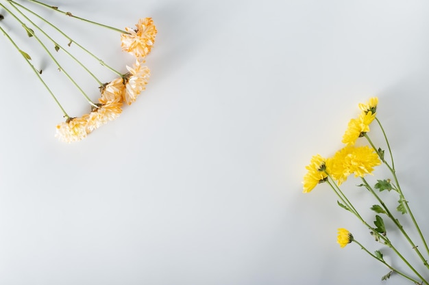 Chrysanthemum and cutter flowers composition Pattern and Frame made of various yellow or orange flowers and green leaves on white background Flat lay top view copy space spring summer concept