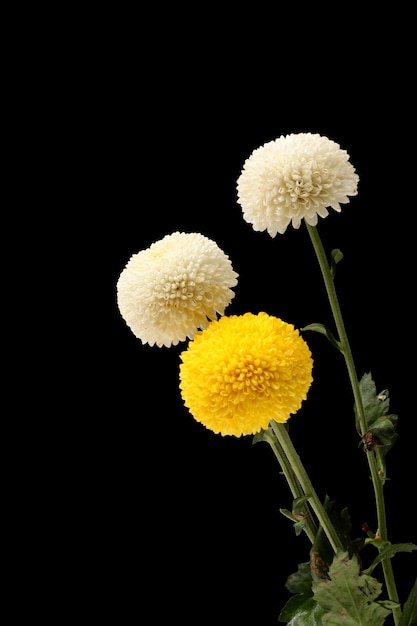 Photo chrysanthemum flower isolated on black background clipping path