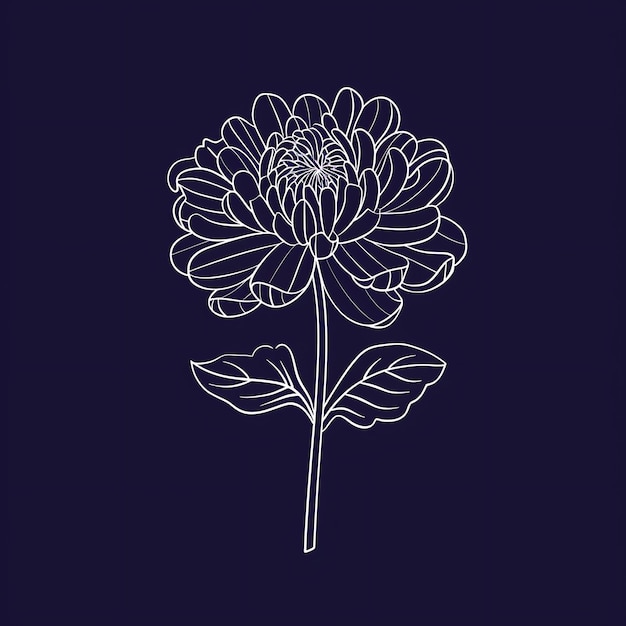 Chrysanthemum flower line art