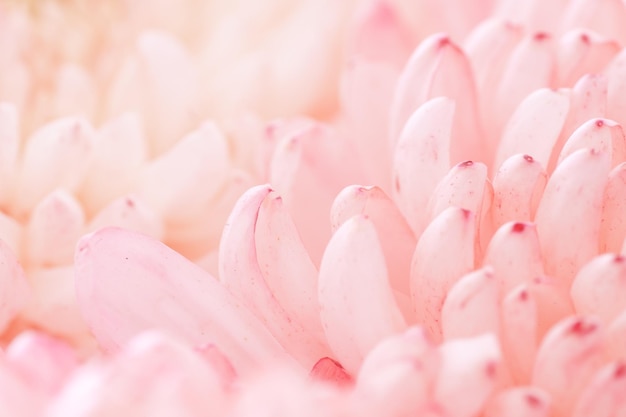 Chrysanthemum flower macro shot