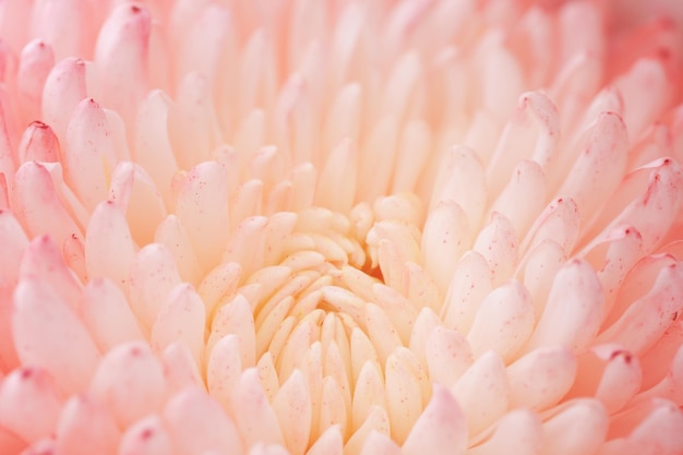 Chrysanthemum flower macro shot