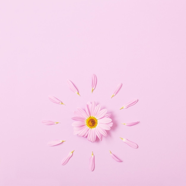 Chrysanthemum flower on pink paper background