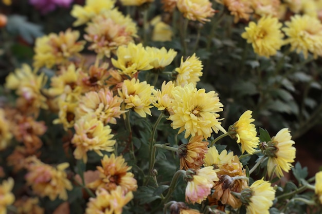 Chrysanthemum flower in south korea