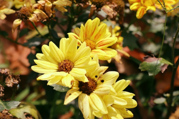 Chrysanthemum flower in tropical