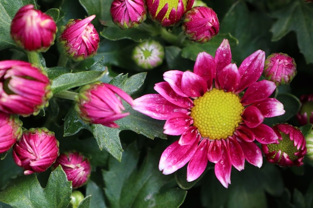 Chrysanthemum flower in tropical