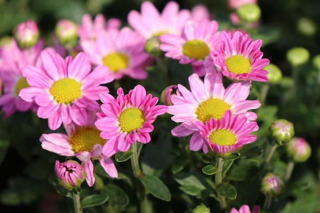 Chrysanthemum flower in tropical