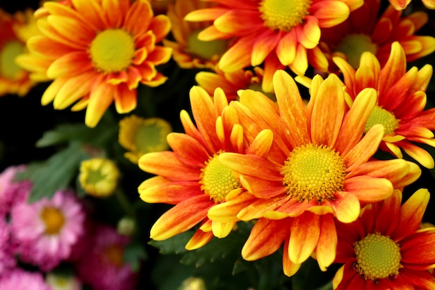 Chrysanthemum flower in tropical