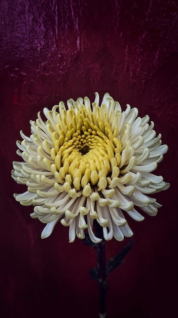 Photo chrysanthemum flower