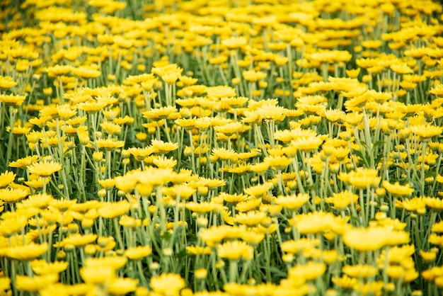 Chrysanthemum flower.