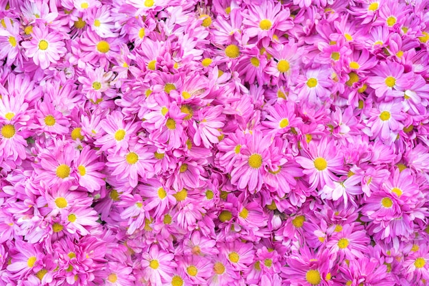 Chrysanthemum flowers as a  close up,Pink Chrysanthemums 