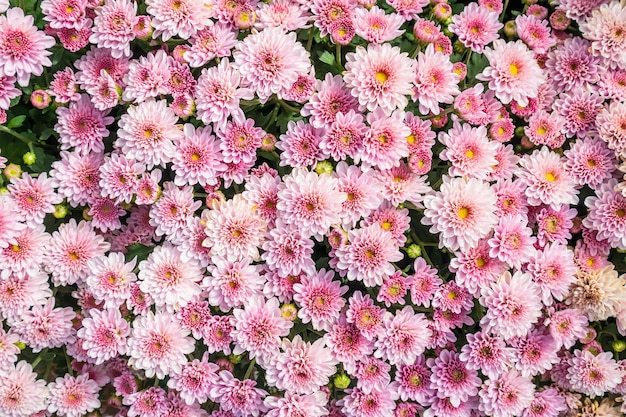 chrysanthemum flowers background