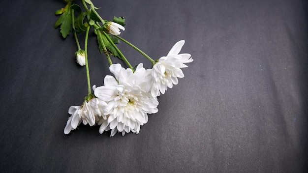 chrysanthemum flowers on black background