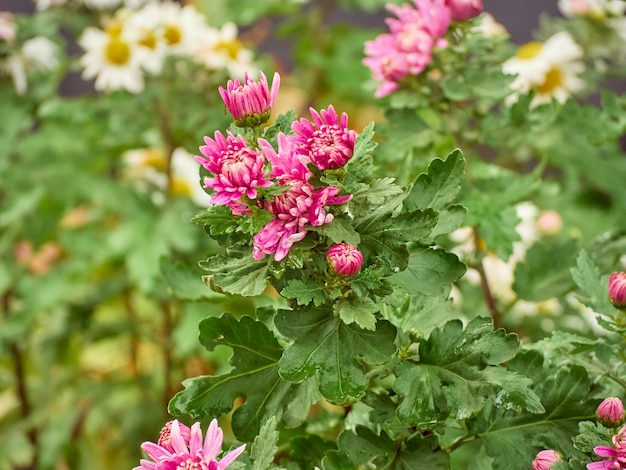 Chrysanthemum flowers bloom in the garden.