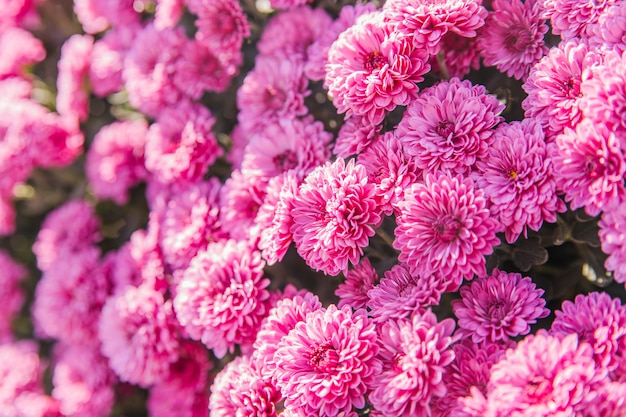 Chrysanthemum flowers blooming in the garden. beauty of autumn flowers.