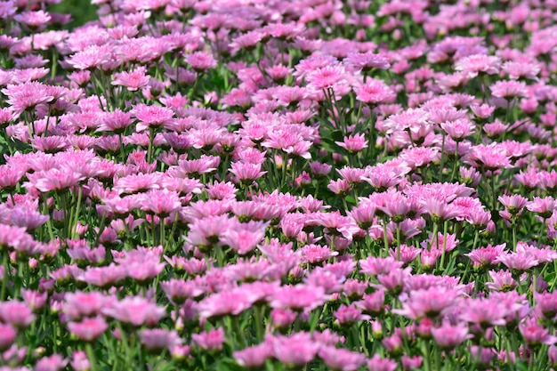 chrysanthemum flowers on the garden