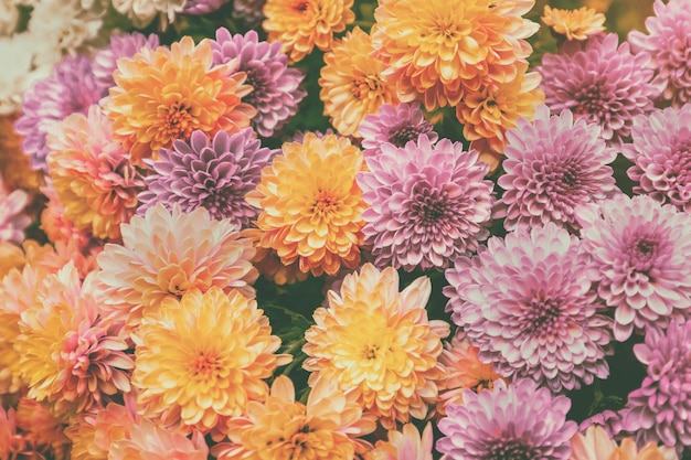 Chrysanthemum flowers nature floral background