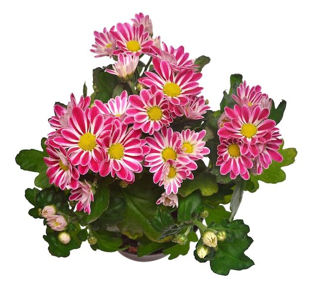 Chrysanthemum flowers pink autumn in pot isolated on white background Beautiful plant garden concept Flat lay top view