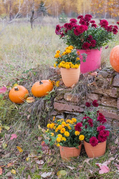 Chrysanthemum in flowers pots and orange pumpkins in autumn gardens near old brick wall