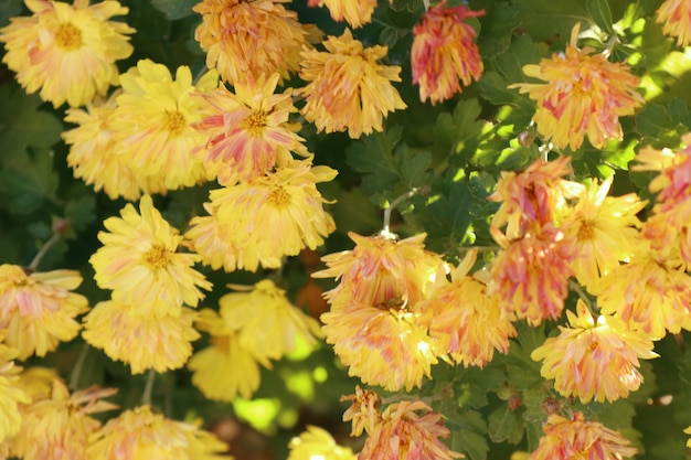 Chrysanthemum flowers in spring korea