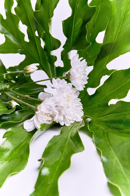 chrysanthemum flowers and wavy leaves on a white background