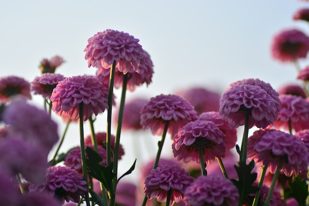 chrysanthemum flowers with blurred background