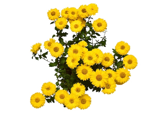 Chrysanthemum flowers yellow autumn in pot isolated on white background Grade sun desert Beautiful plant garden concept Flat lay top view