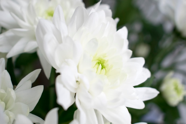 Chrysanthemum flowers.