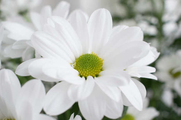 Chrysanthemum flowers.