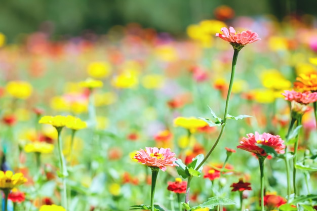 Chrysanthemum in the garden.