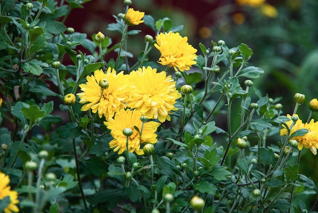 Chrysanthemum grandiflorum yellow flowers Mums growing in autumn garden