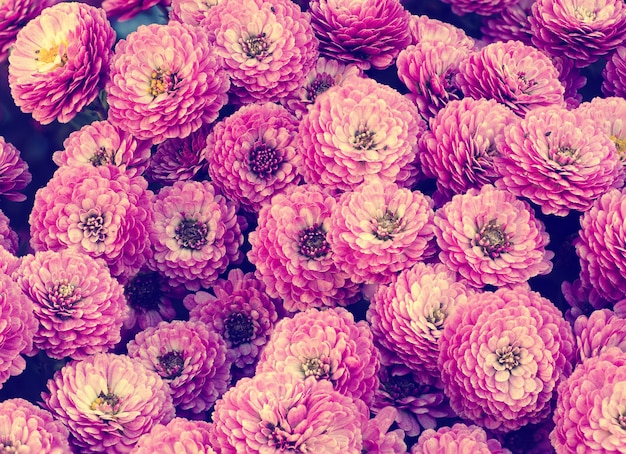 Chrysanthemum macro flowers