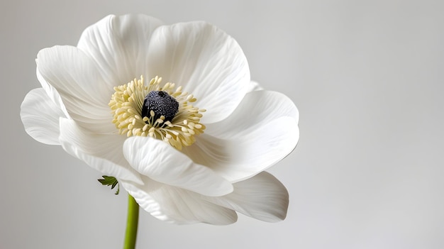 chrysanthemum petals campanula daisy vanilla flower decorative dahlia violet daisy