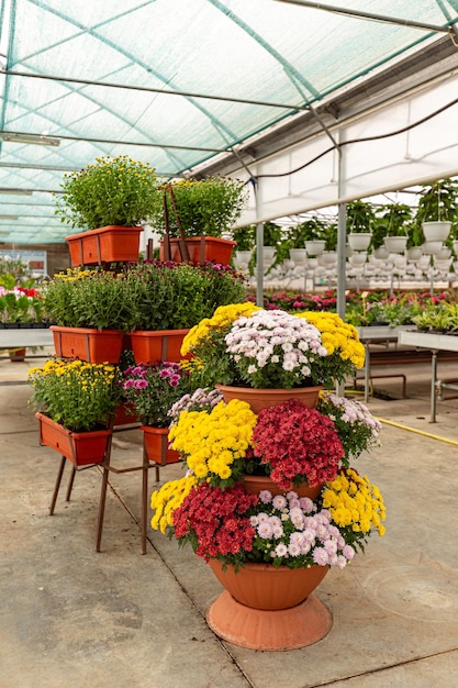 Chrysanthemum plantations in flower pots