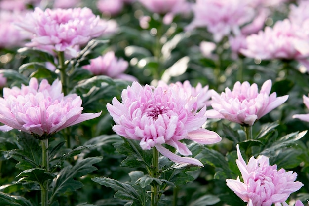 Chrysanthemum