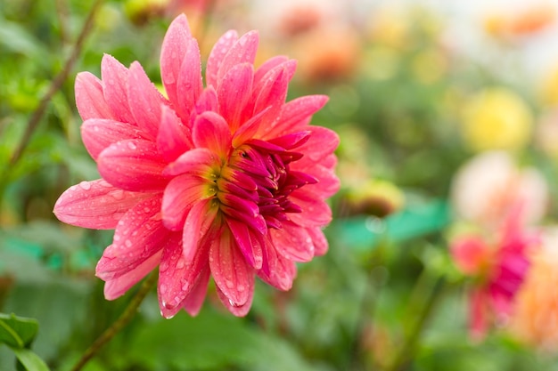 Chrysanthemums field