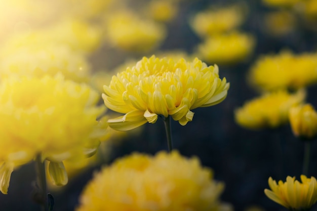 Chrysanthemums flower vintage tone