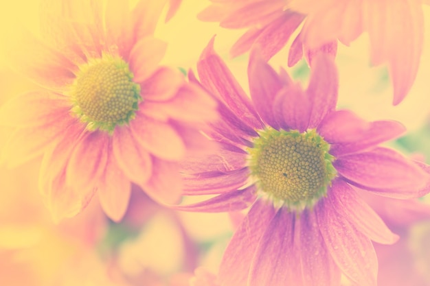 Chrysanthemums Flower